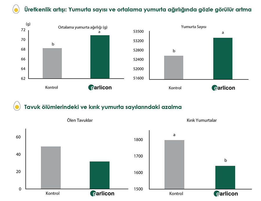 GARLICON - Yumurta Tavukçuluğunda