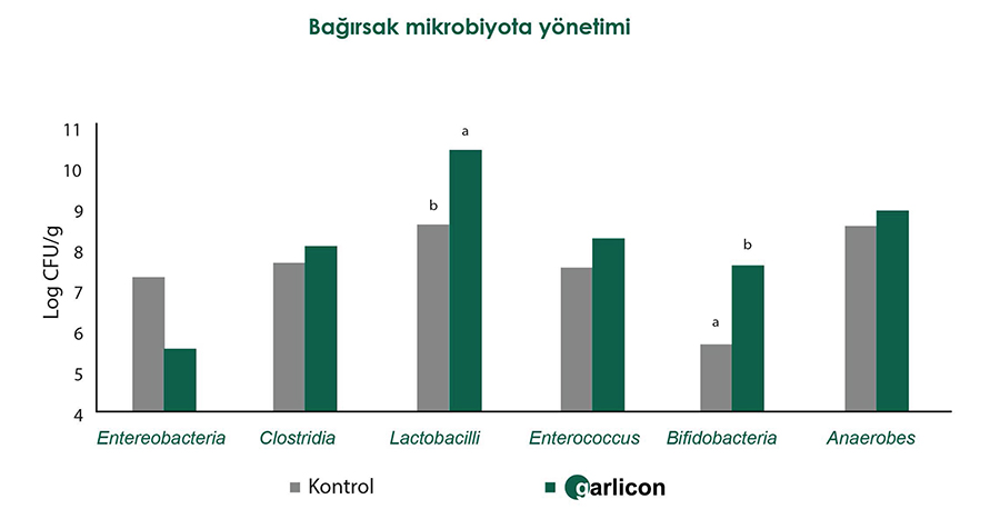 GARLICON - Yumurta Tavukçuluğunda