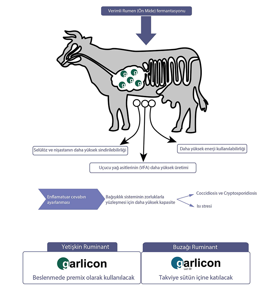 GARLICON - Ruminantlarda (Geviş Getiren)